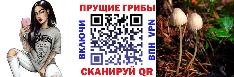 где купить наркоту  Рубцовск  Псилоцибиновые грибы прущие грибы 